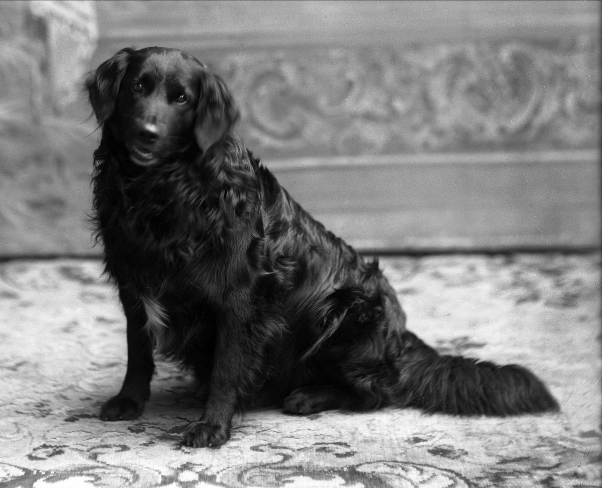 Gustav Borgen, Portrett, sittende hund. Kaptein Thorbjørnsens hund.