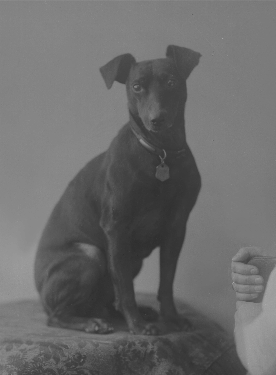 Gustav Borgen, Portrett, sittende hund. Fru Hildur Rogstads hund.