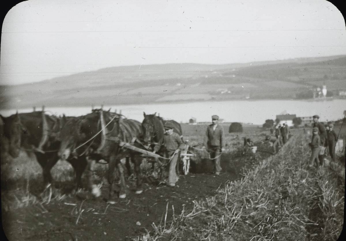 Anno Domkirkeodden, Bilder fra dagliglivet på Toftes Gave, Nedre Sund, Helgøya. Potetopptaking med firspann som trekker potetopptager.