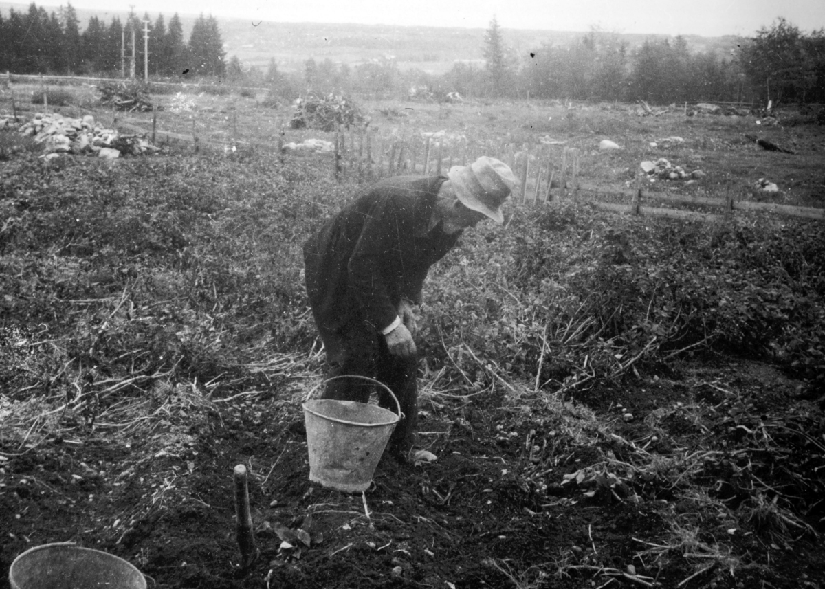 Ukjent, Bjørken, unna Kveberg, Vang H. Ole Hansen Bjørken, potetplukking, ca. 1950. Vang H.