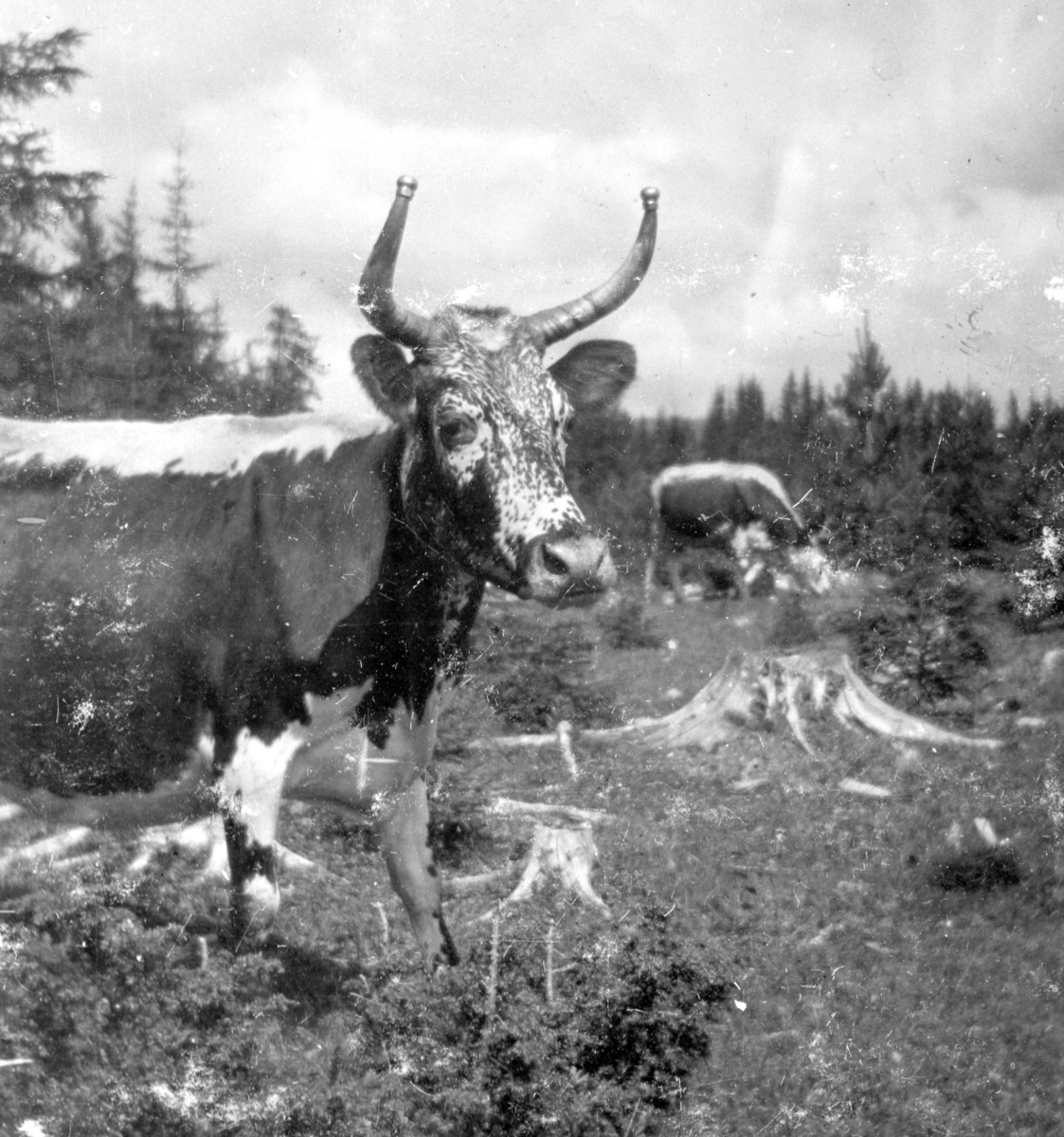 Ukjent, Øvre Tomter (60/1). Telemarksku på beite.