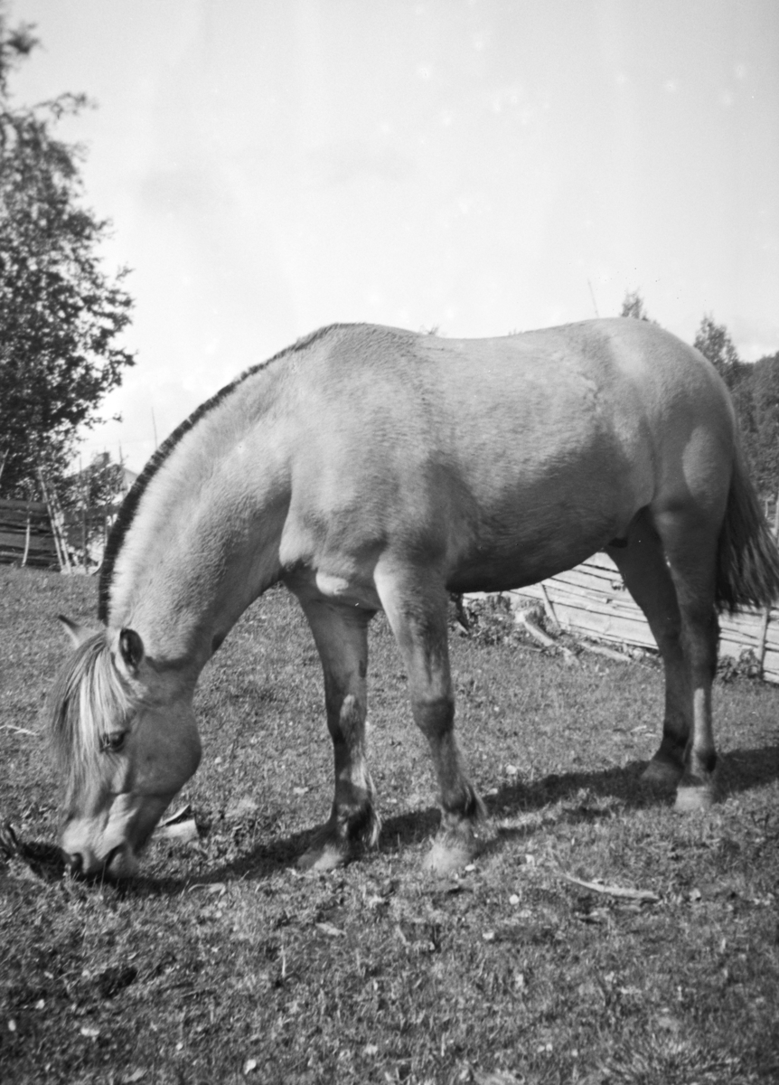 Ukjent, Nedre Tomter (60/2). Ca 1940. Hest på beite.