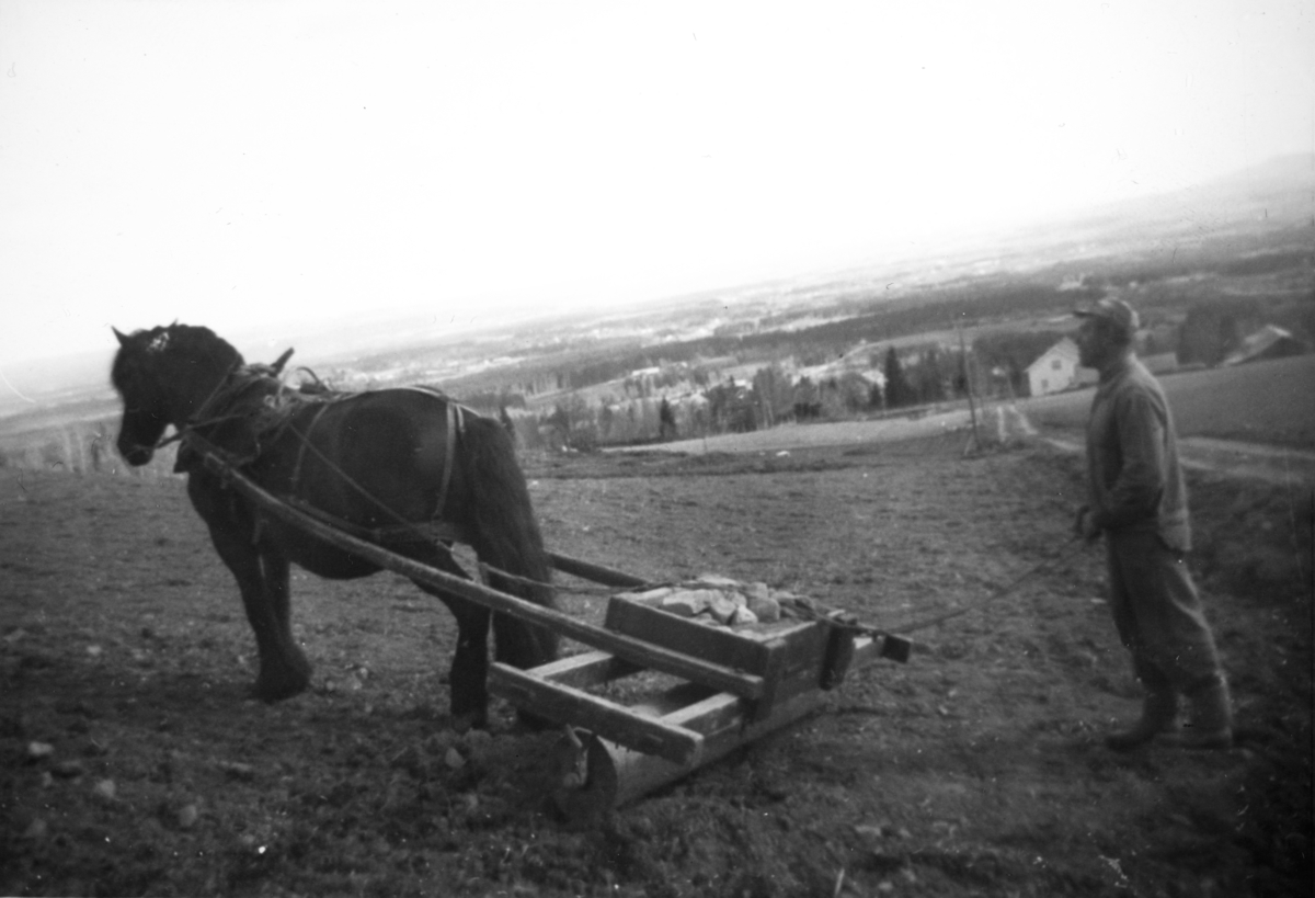 Ukjent, Tømte, Vang H. Våronn, hesteredskap. Reidar Gaalaas kjører trommel på 1960-tallet, hestetrommel av tre.