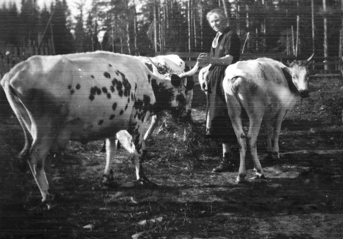 Ukjent, Skaalerud, Øvre 86-1. Vang H. Anne Lillehagen, kyr, husdyr. Ca. 1940.