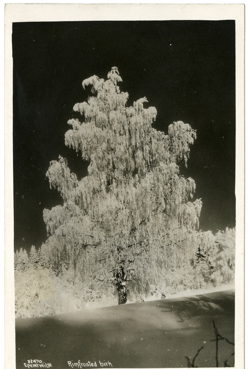 Anders Beer Wilse, Rimfrostet birk