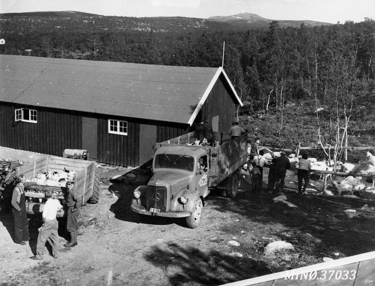 Ukjent, Seterflytting - Skalleråsen fellesseter for geit.