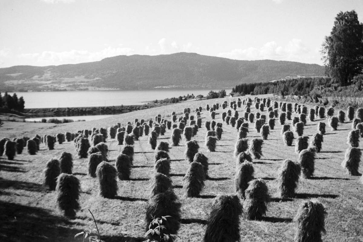 Johs. (Johannes) Johannessen, Jessnes, øvre, Furnes, skuronn, jordbruk landskap, kornsnes