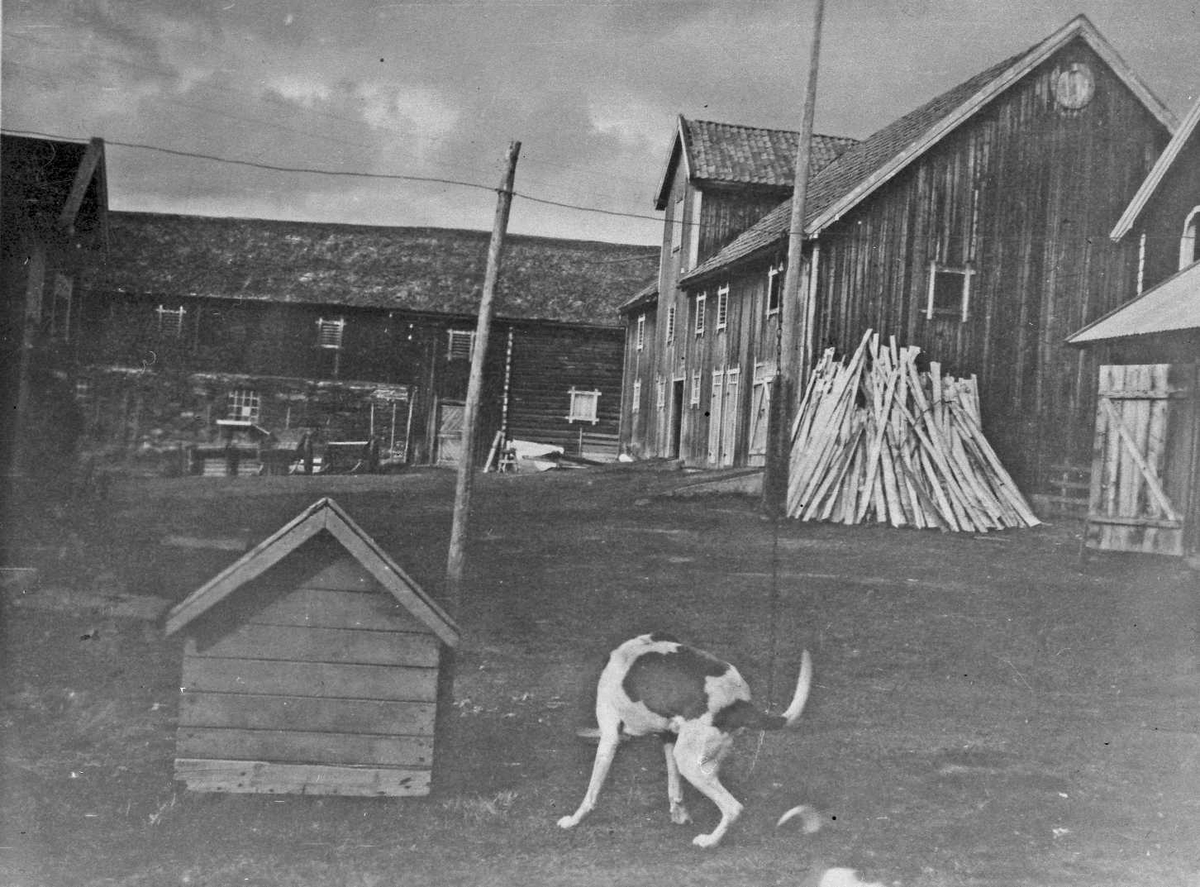 Rachel Haarseth, Gårdsbruk, hund.