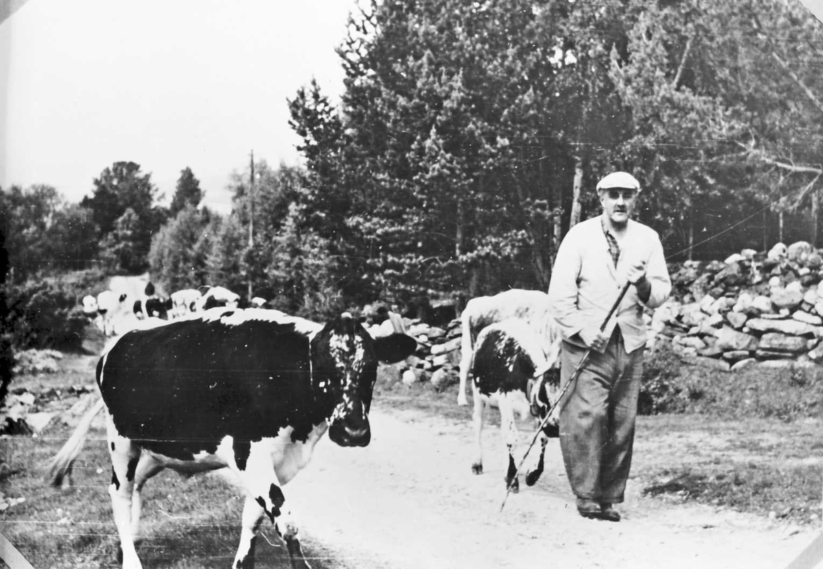 Rachel Haarseth, Mann, kyr, steinrøys, naturforhold.
