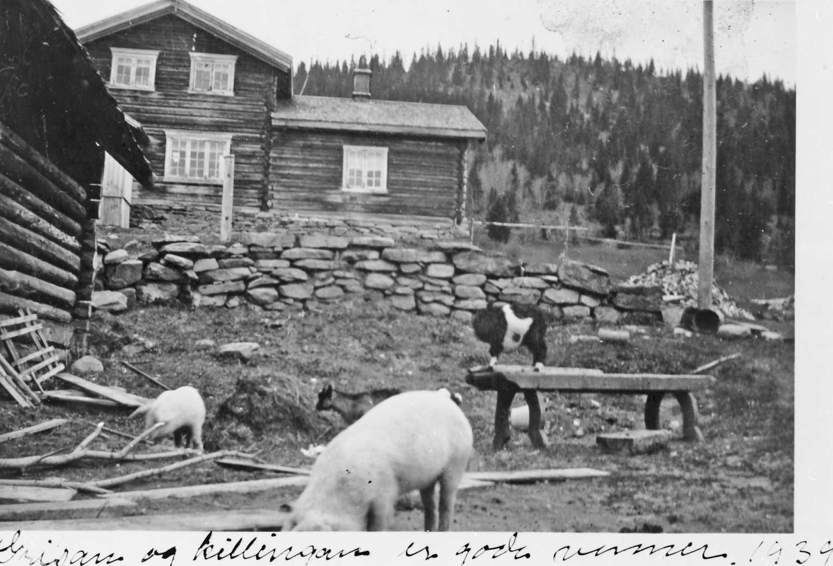 Rachel Haarseth, Gris, kyllinger, mattrau, bolighus, fjøs?.