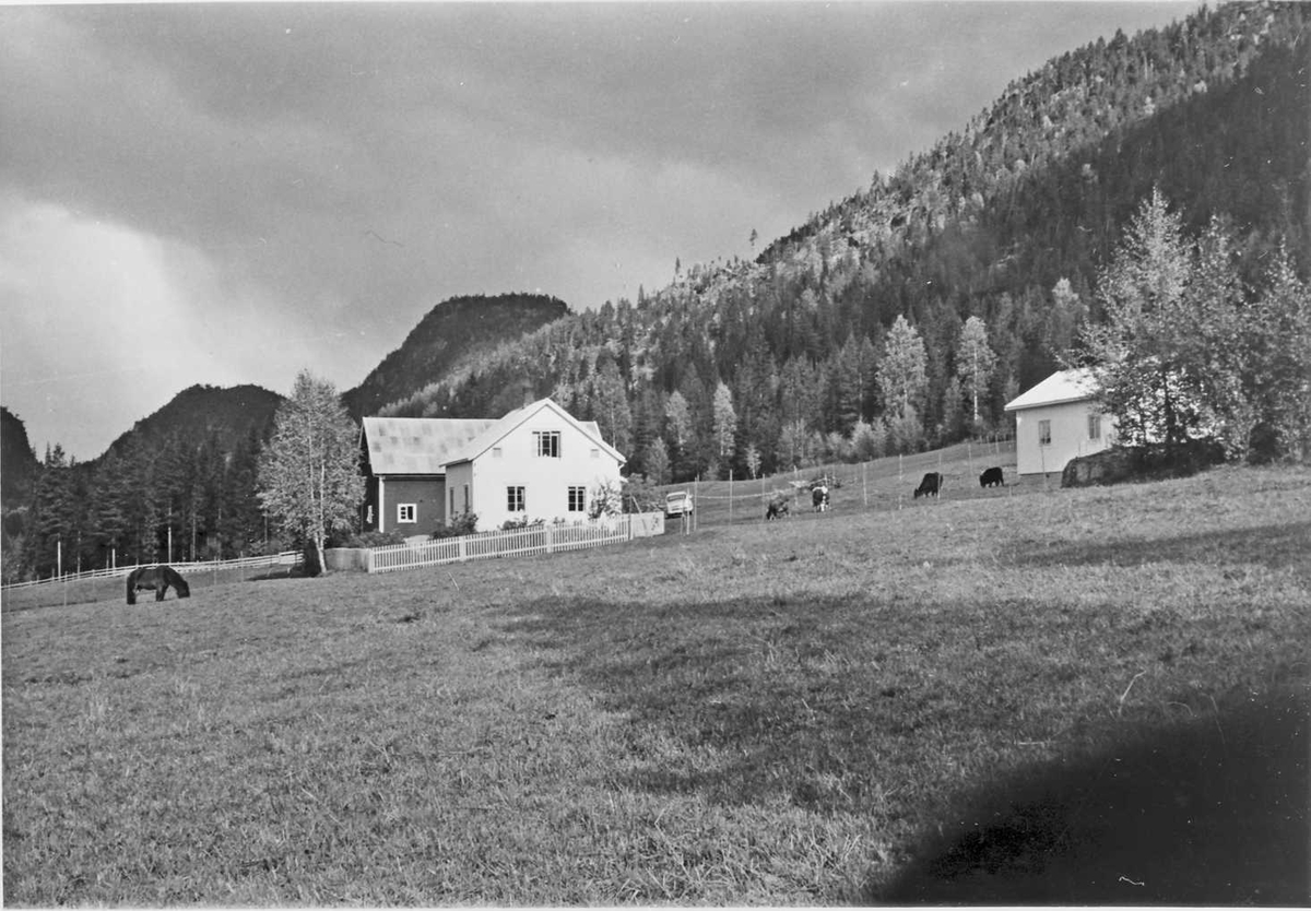 Rachel Haarseth, Gårdsbruk, kyr, hest, gjerde, naturforhold.