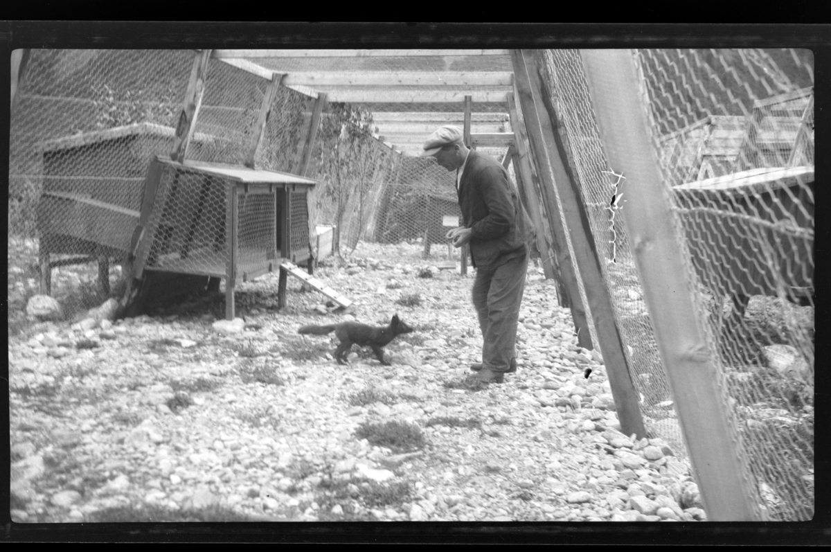 Rolf Sr. Sundt, En ukjent mann i en revefarm. Fotografert 1927.