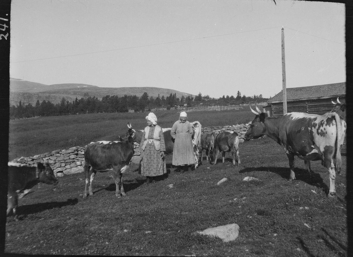 Karl Andreas Diesen, Skjerdingfjell, kyr, Johanne Hirkjølen, Gedine Svestad, Skjerdingen,