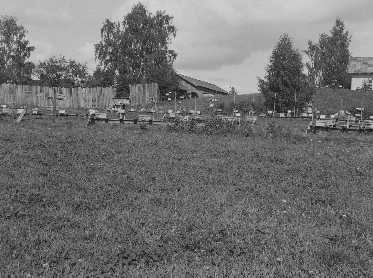 Karl Andreas Diesen, Dronningbisentralen, bikuber, Romedal.