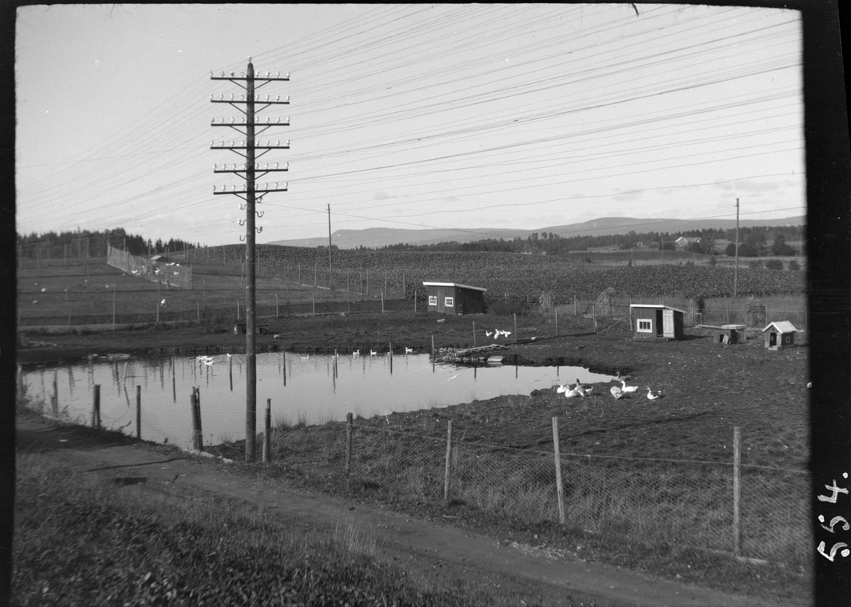 Karl Andreas Diesen, Blæstad gard, Småbrukerskole, fjærkreavdelingen, andedam,telefonstolpe, Vang H.