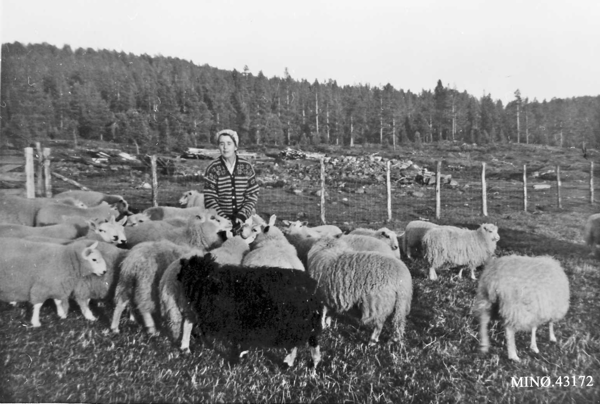 Rachel Haarseth, Sauer, kvinne, gjerde, naturforhold.