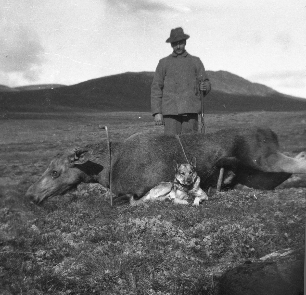 Anders O. Sørhuus, Elgjeger med skutt elg