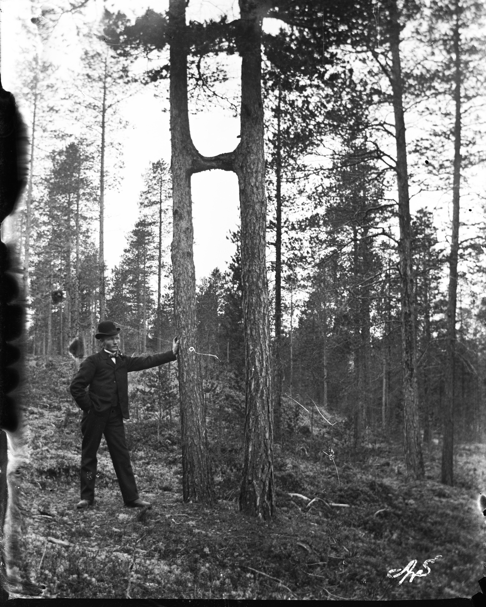 Anders O. Sørhuus, Mann ved siden av to tre. Vokst sammen slik at det står H for kong Haakon 7.? Hågen Stamoen
