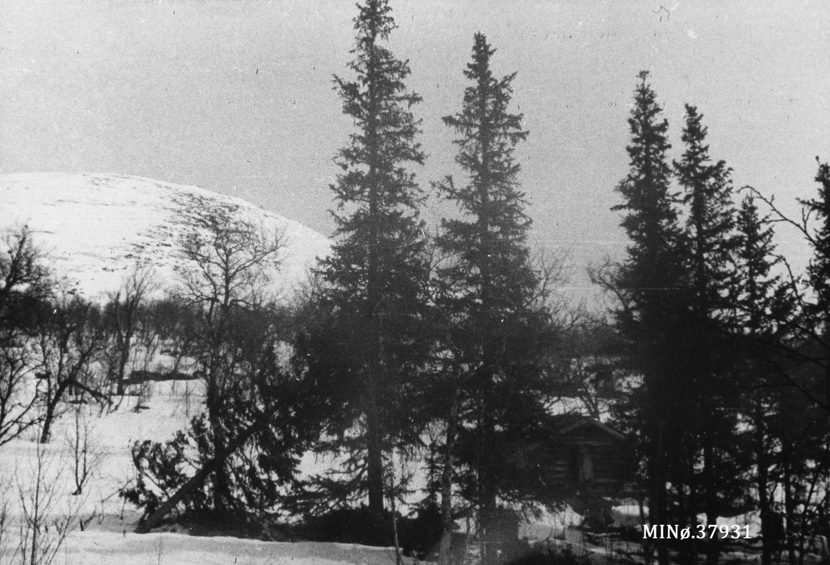 Oddvar Dobloug, Ljørbua ved Ruudshytta i Stor-Elvdal.