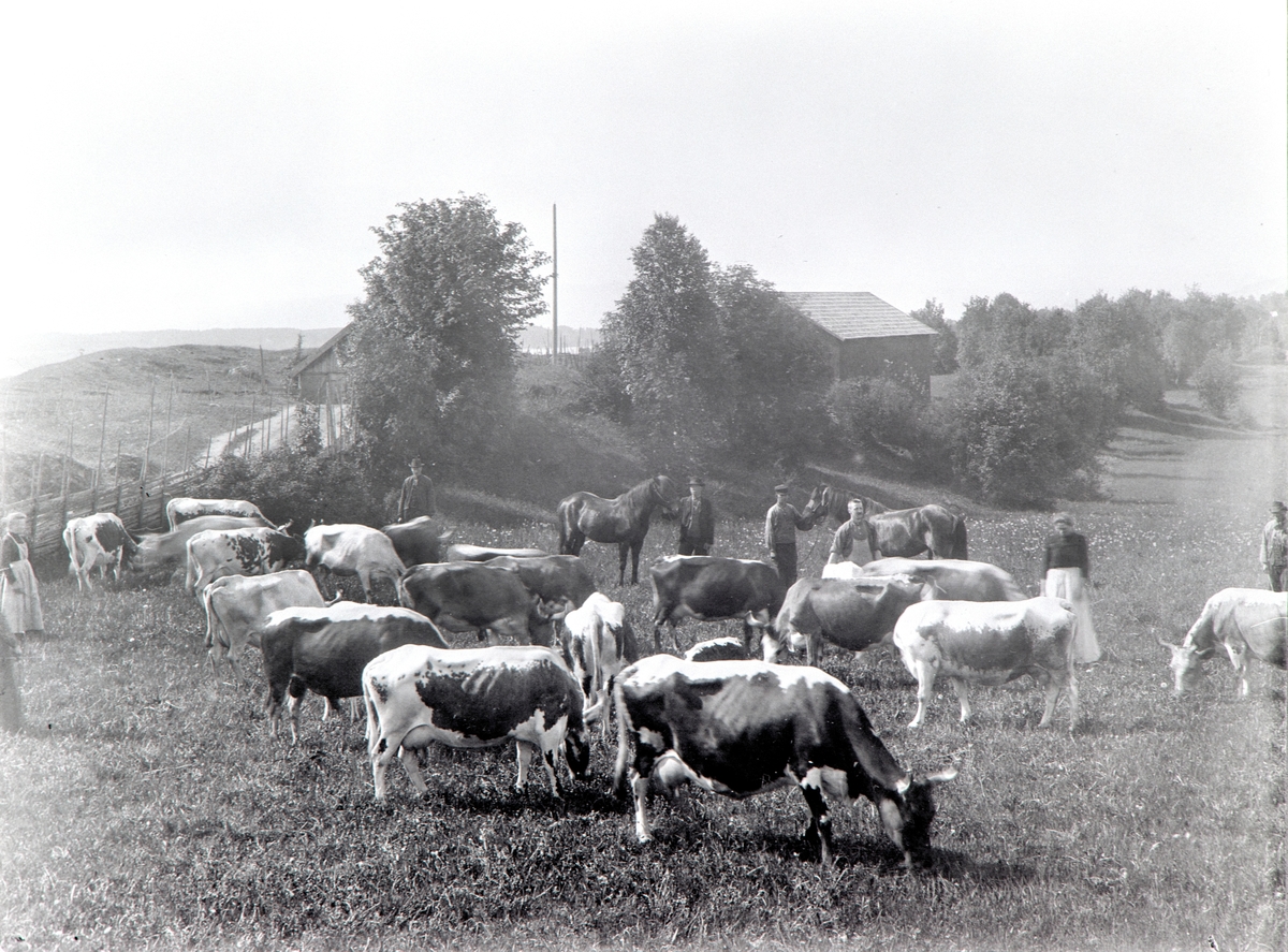 Anno Domkirkeodden, KUER, HESTER, FOLK, SVEISER KRISTIAN SIMENSEN NR. 3 FRA HØYRE. BØRSTAD GÅRD, MOT ØSTRE DISEN ?