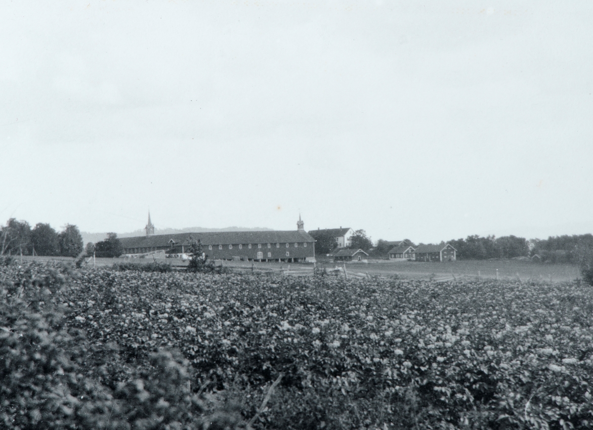 Ukjent, Potetåker på Hoel gård, Nes, Hedmark.