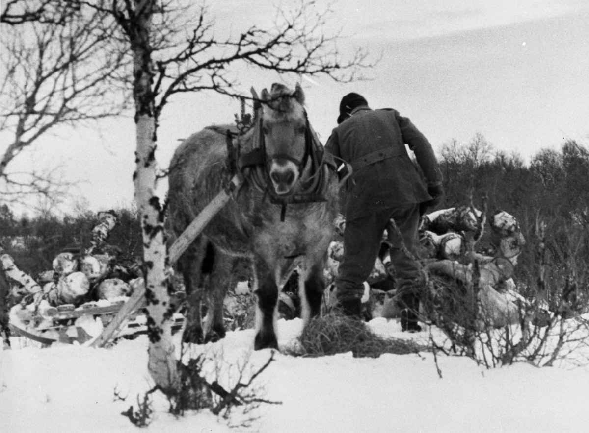 Ukjent, Mann og hest. Magnus Thomasgård (27.1.1904-13.1.1994) og Sonja