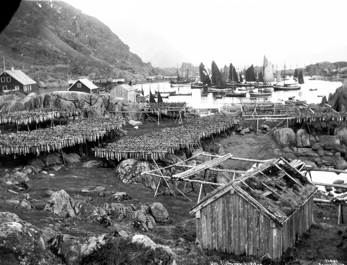 Anders Beer Wilse, Prot: Ure - Fisken paa jeller 12/3 1910