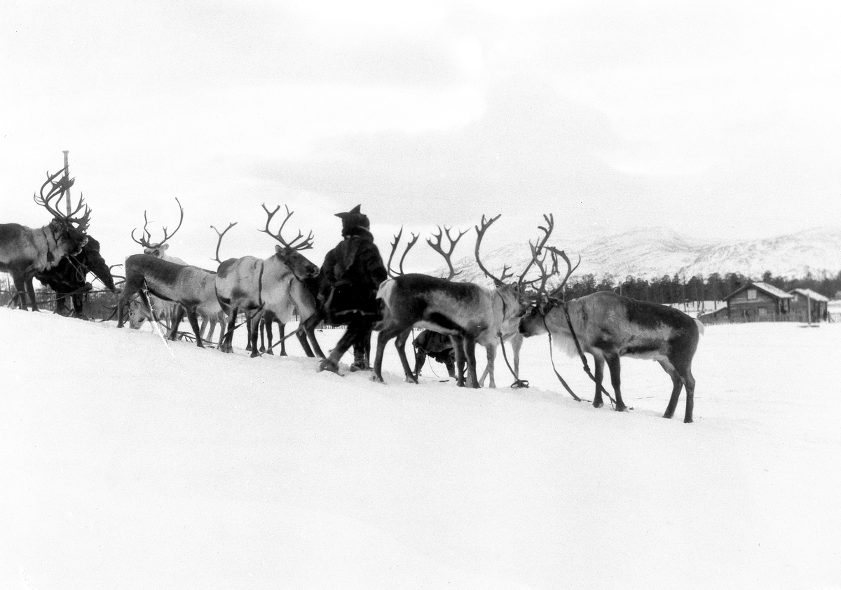 Anders Beer Wilse, Prot: Bosekop - Lap med kobled Ren 2/3 1910