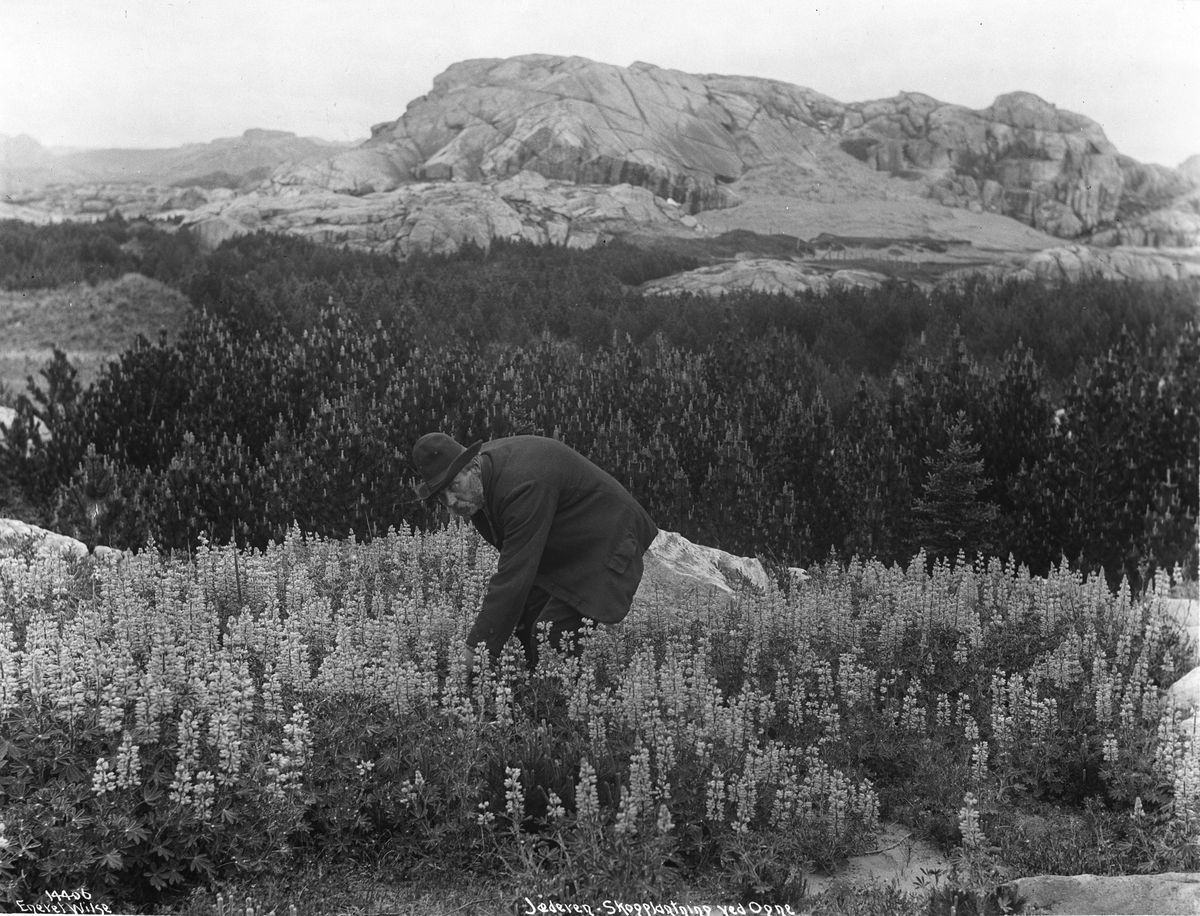Anders Beer Wilse, Prot: Skogplantning ved Øgne med Lupiner Konv: Jæderen , Lupiner og Skogplantning. Baneformand Daniel Olsen.