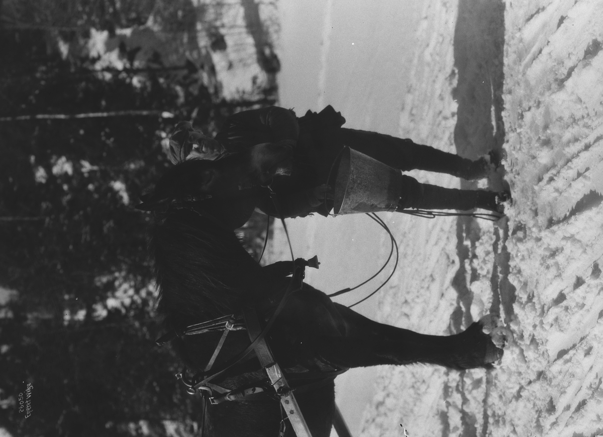 Anders Beer Wilse, Prot: Skogen - Hesten