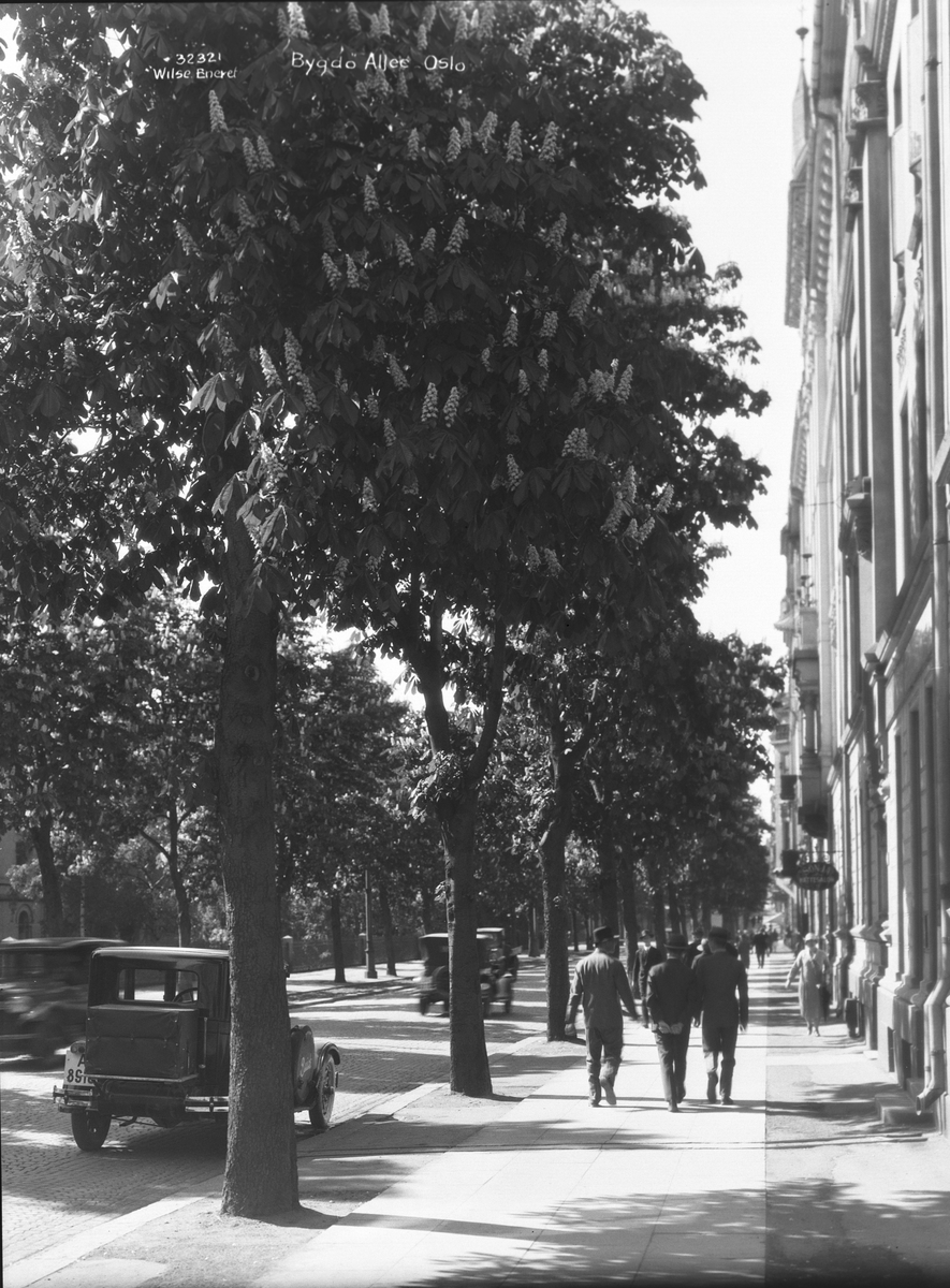 Anders Beer Wilse, Prot: Oslo og Omegn, Bygdø allé