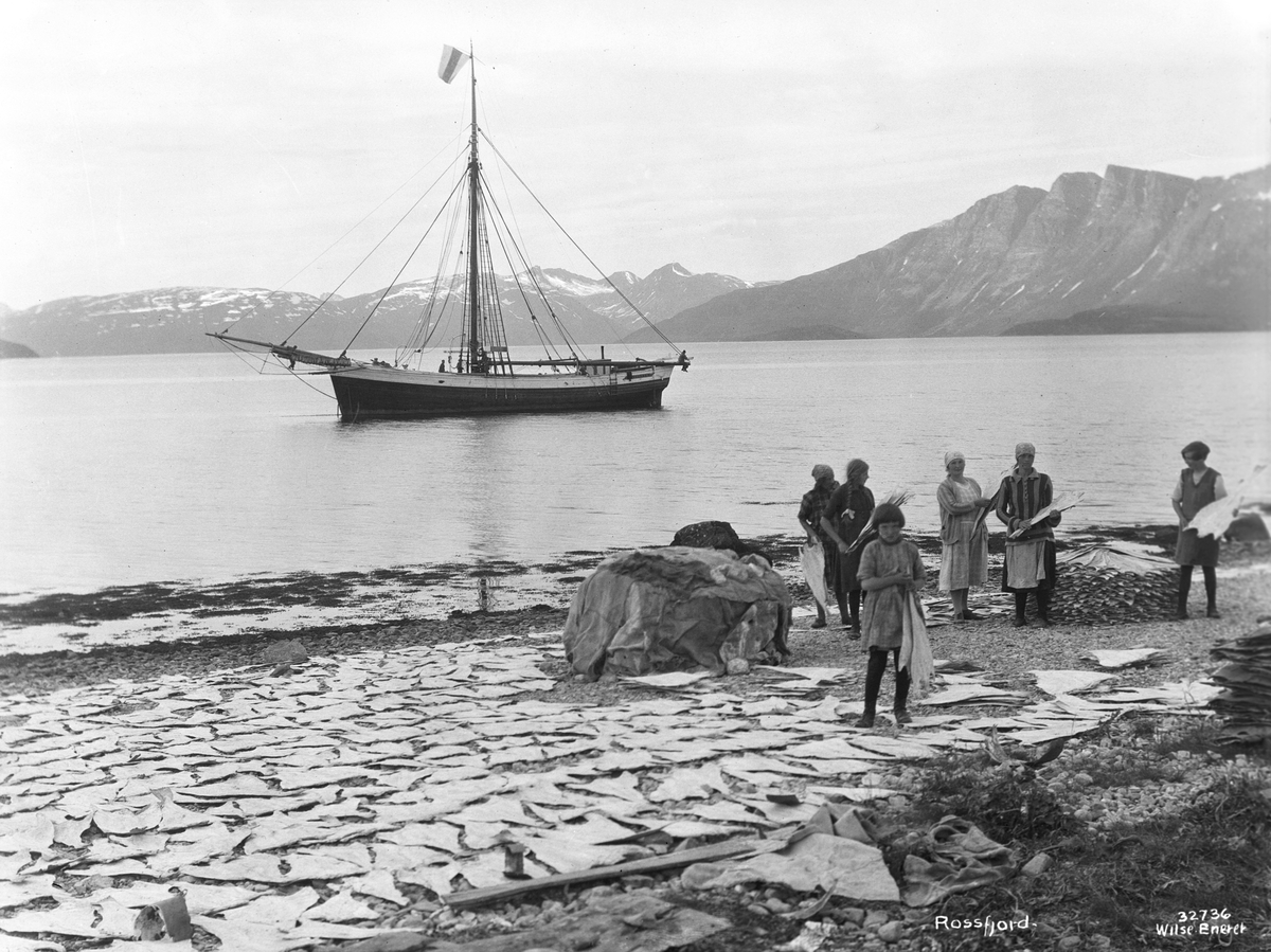 Anders Beer Wilse, Prot: Nordland - Rogsfjord, klipfisktørking