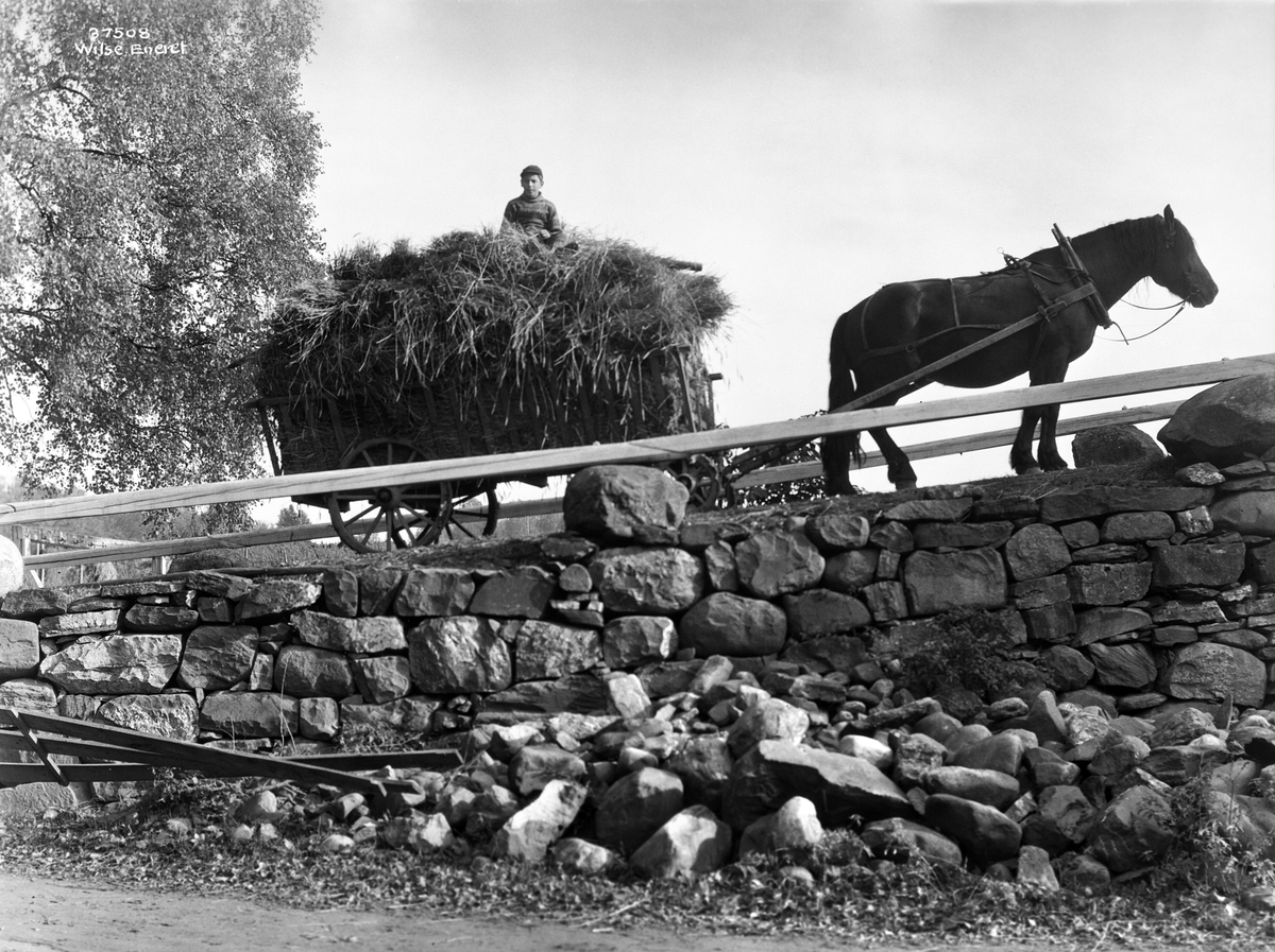 Anders Beer Wilse, Prot: Genre, Høst, pløining