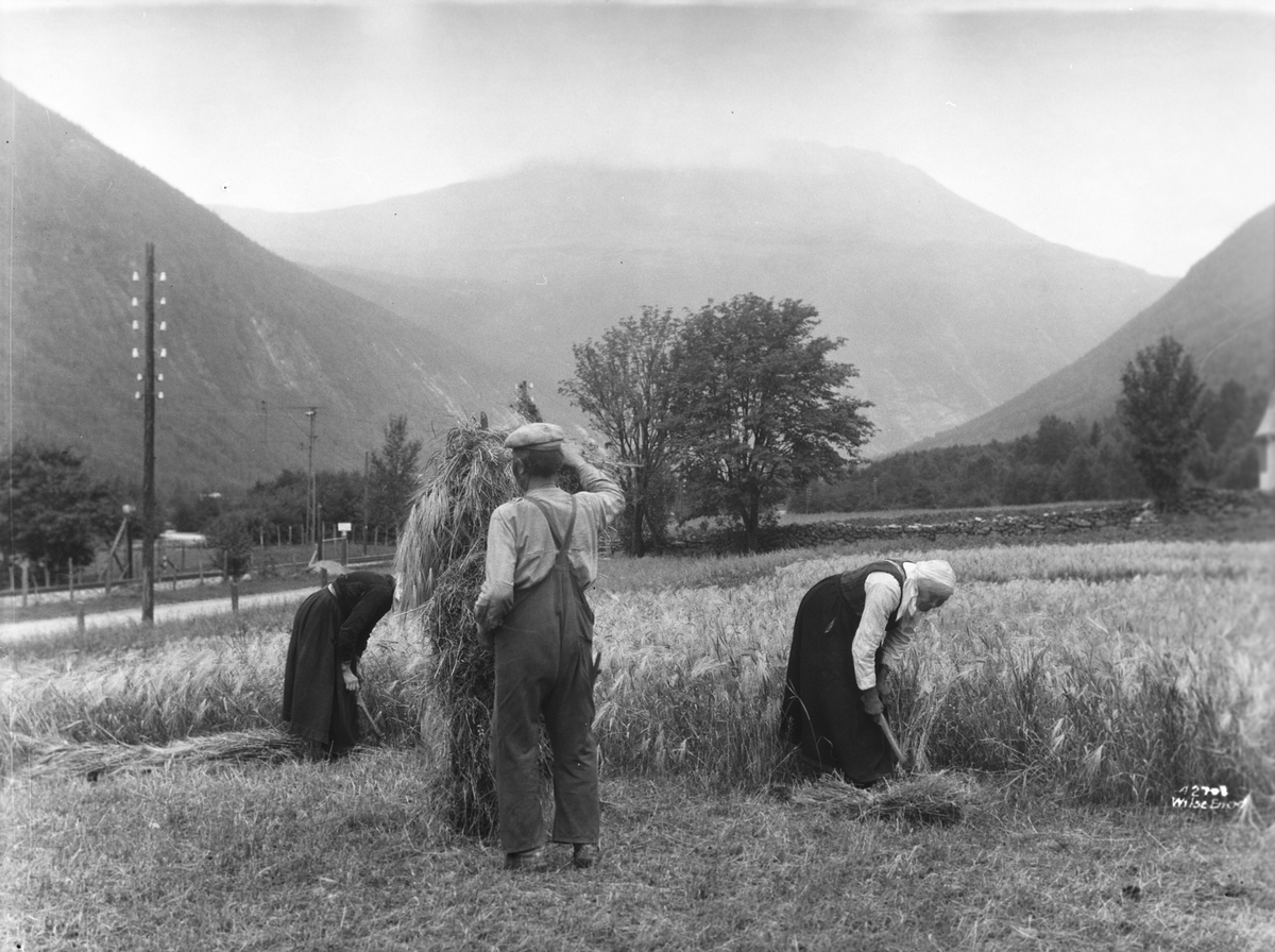 Anders Beer Wilse, Prot: Kornet slaaes Vestfjorddal