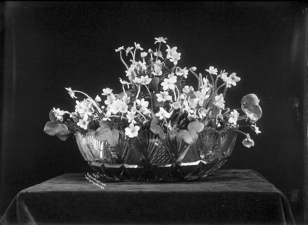 Anders Beer Wilse, Prot: Blomster - Blaaveis i Krystalfat