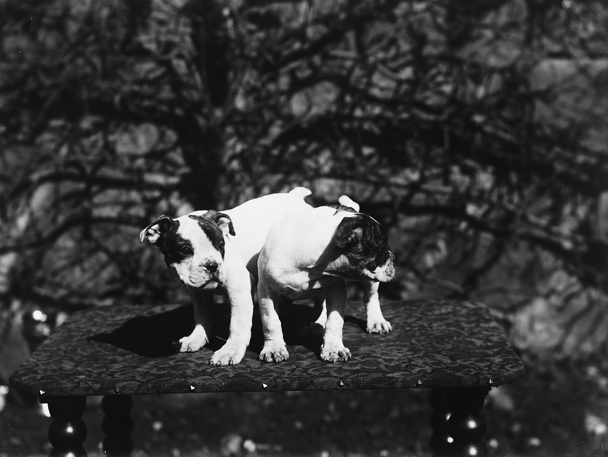 Anders Beer Wilse, Konv: Kennel Egra