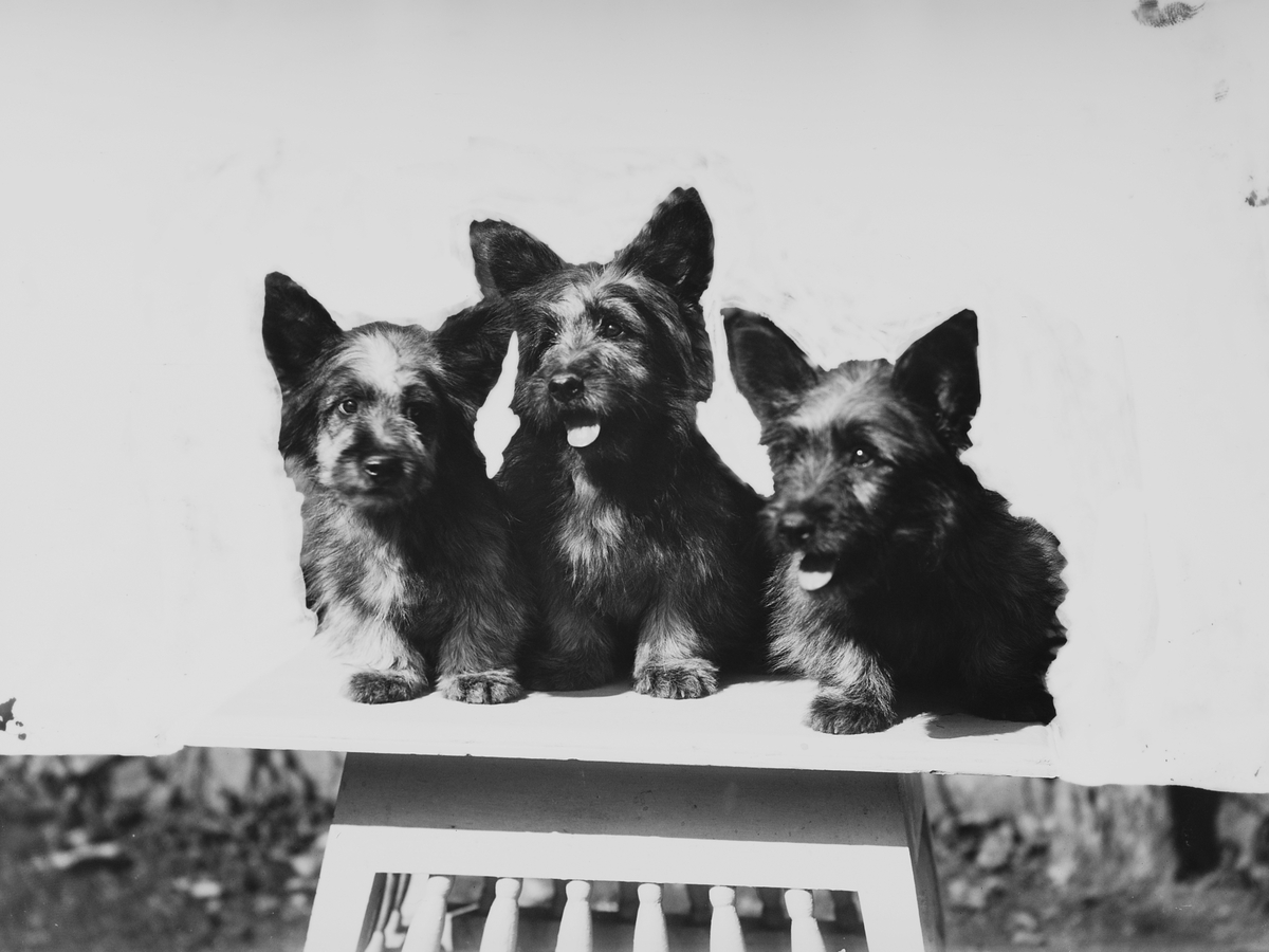 Anders Beer Wilse, Konv: Kennel Egra