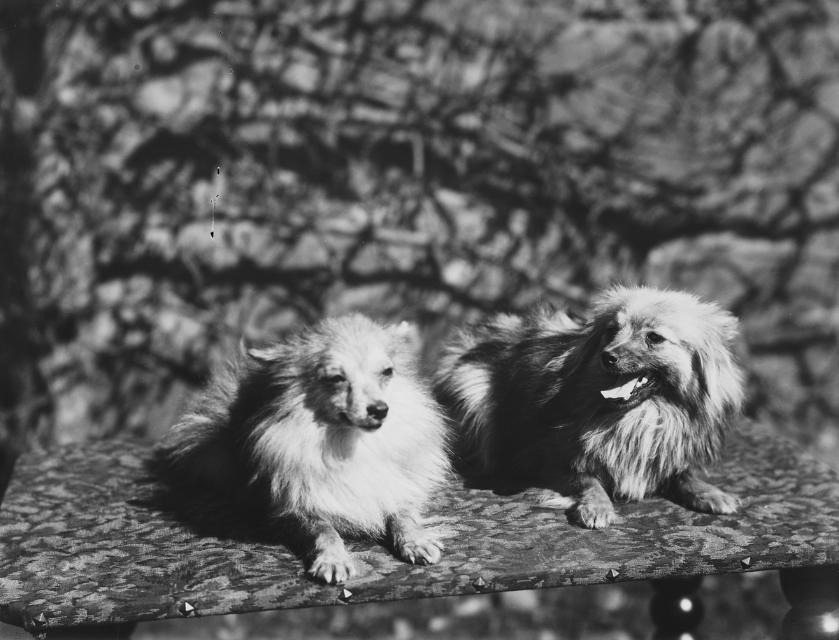 Anders Beer Wilse, Konv: Kennel Egra