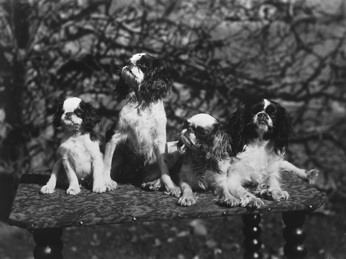 Anders Beer Wilse, Konv: Kennel Egra