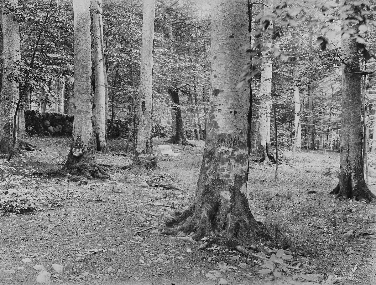 Anders Beer Wilse, Konv: Larvik bad bøgeskogen