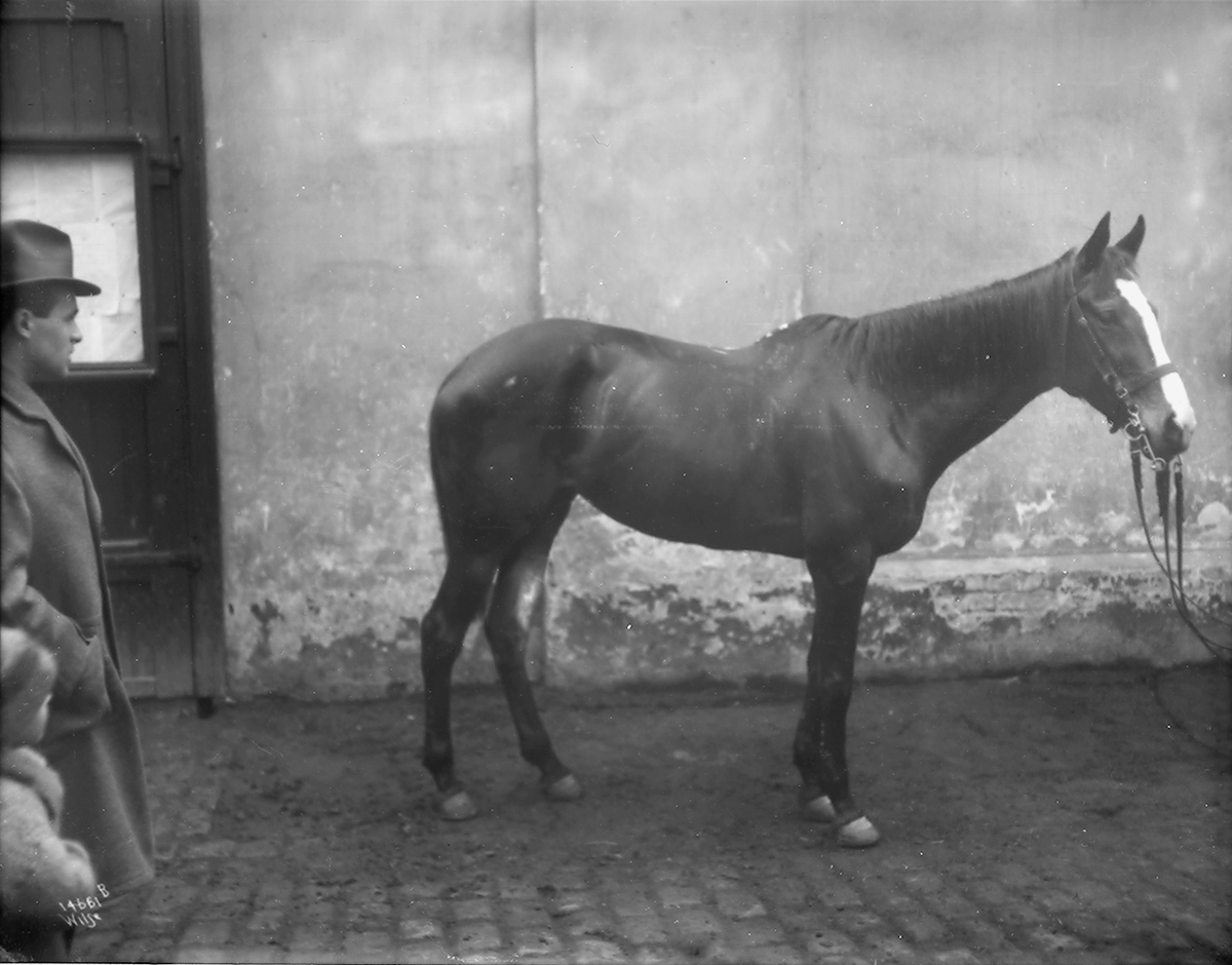 Anders Beer Wilse, Prot: Smith hest