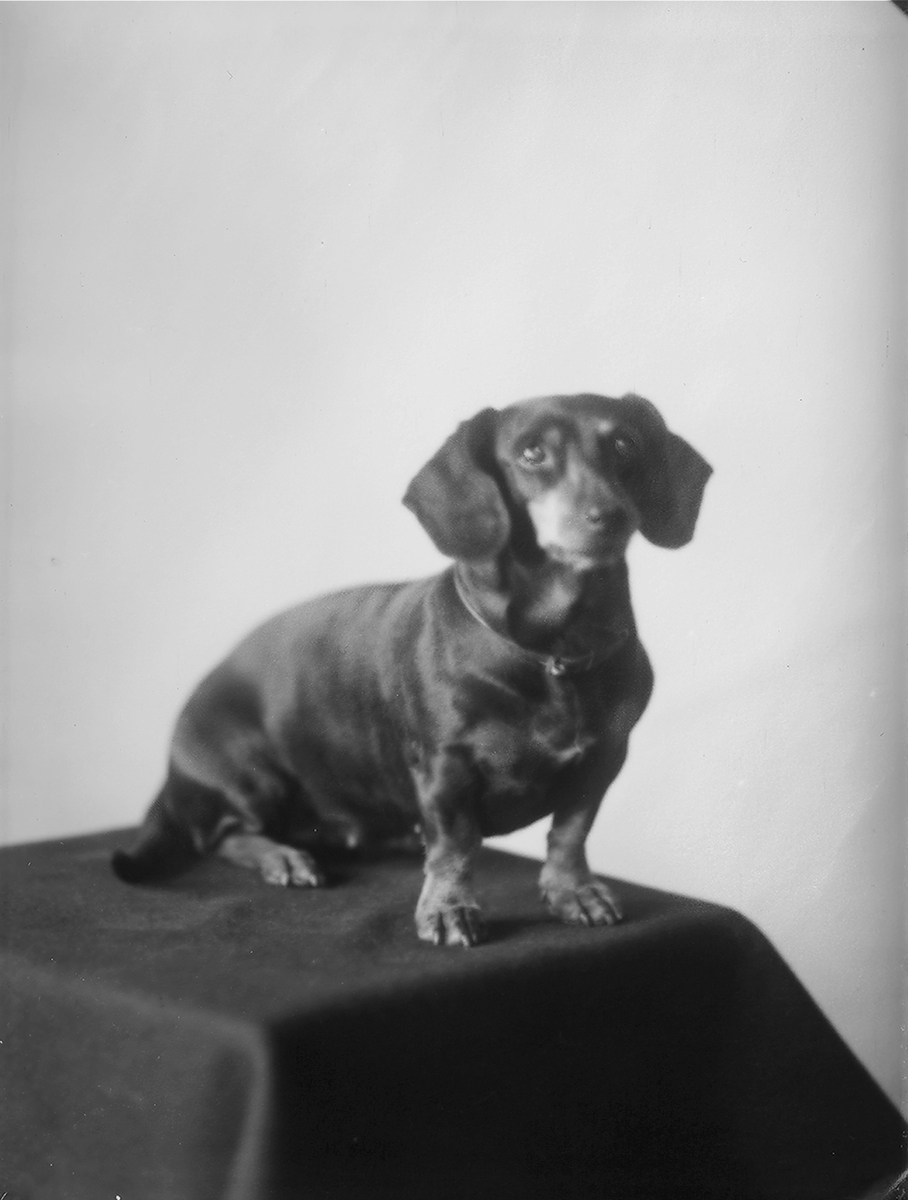 Anders Beer Wilse, Konv: Hund