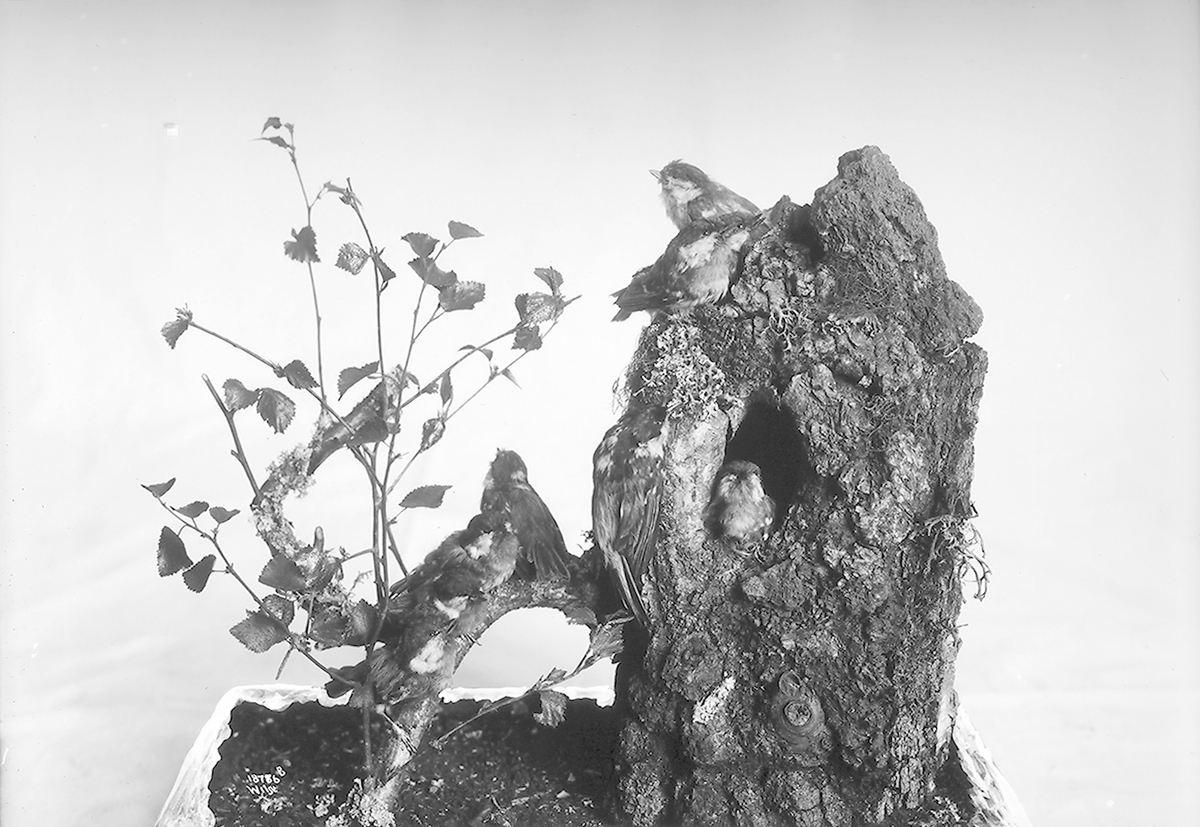 Anders Beer Wilse, Prot: Fugler for Tøien Museet