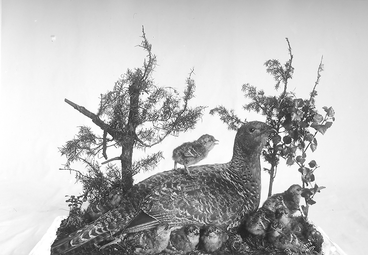 Anders Beer Wilse, Prot: Fugler for Tøien Museet