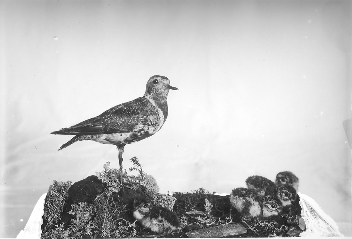 Anders Beer Wilse, Prot: Fugler for Tøien Museet