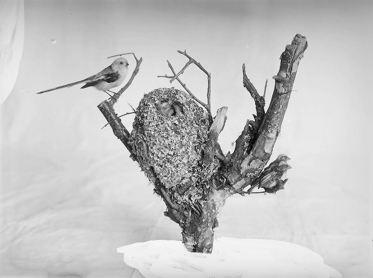 Anders Beer Wilse, Prot: Fugler for Tøien Museet