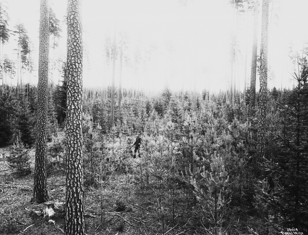 Anders Beer Wilse, Konv: Fra Eidsvoll storskog