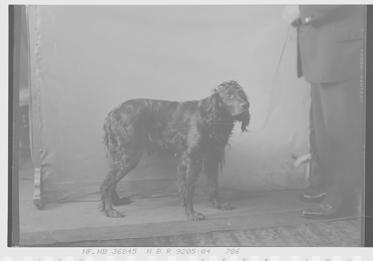 Anders Beer Wilse, Prot: Helgebye gross hund