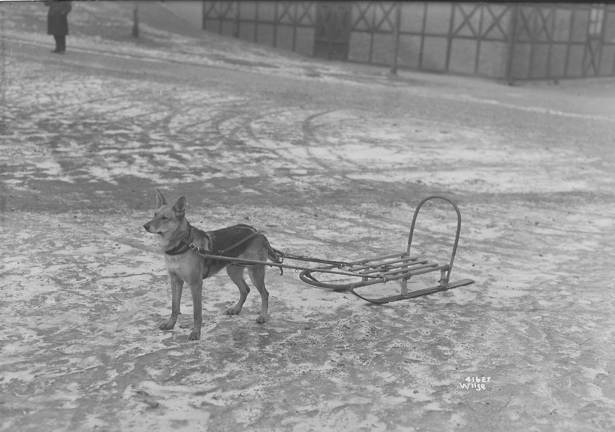 Anders Beer Wilse, Prot: Feil i protokoll Konv: Hund med kjelke