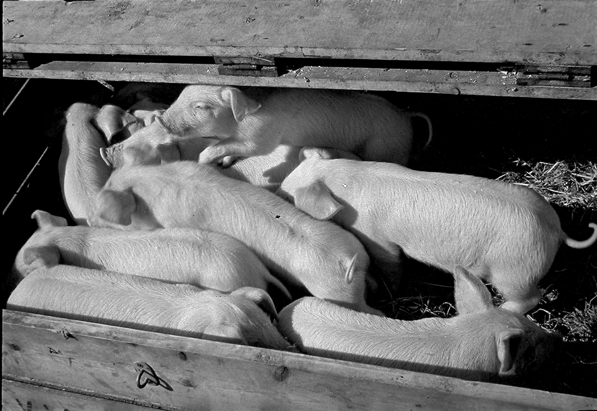 Anders Beer Wilse, Prot: protokoll finnes ikke Register: Statsbanene Leica 1948